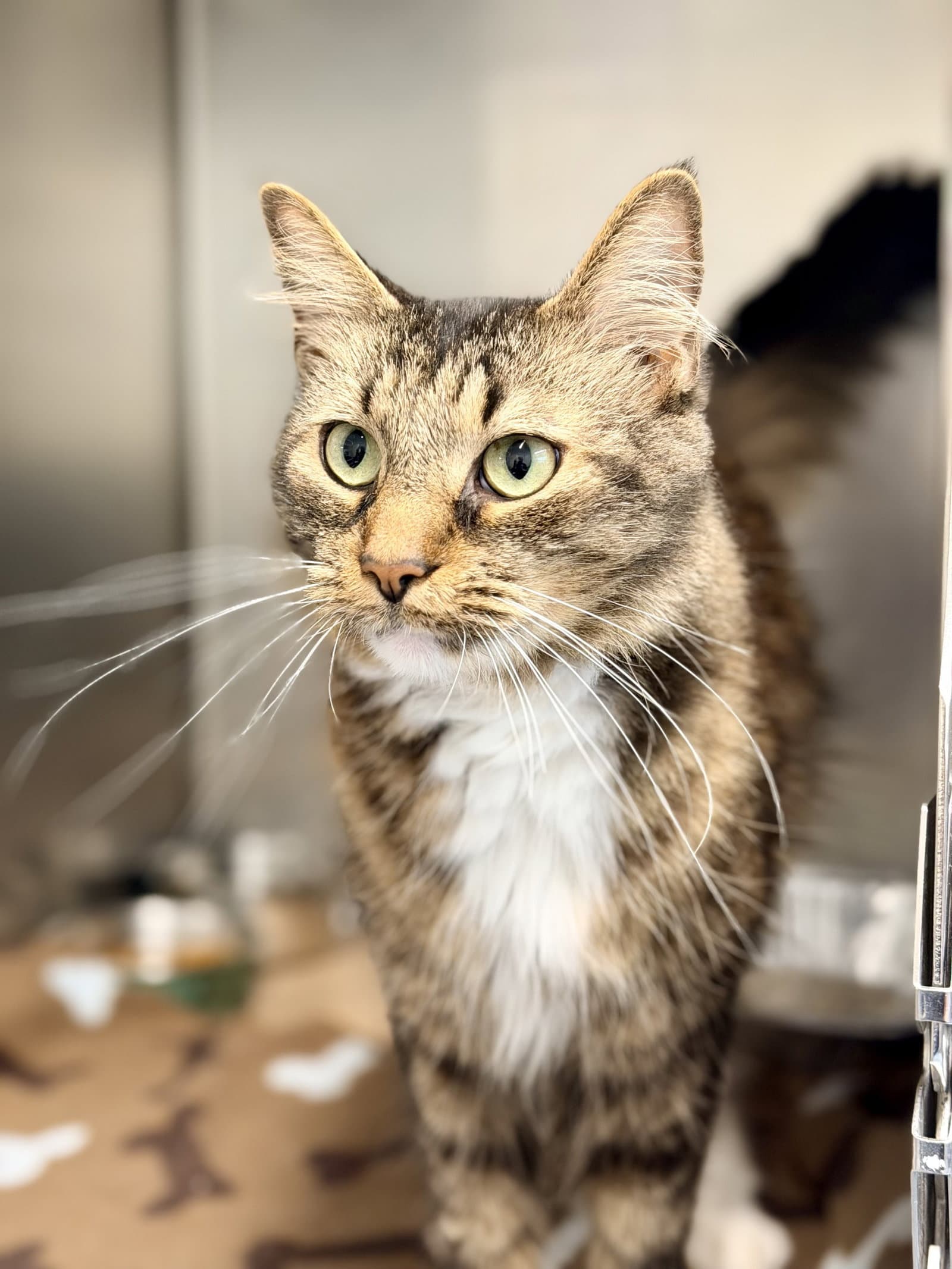 Simba - Domestic Short Hair