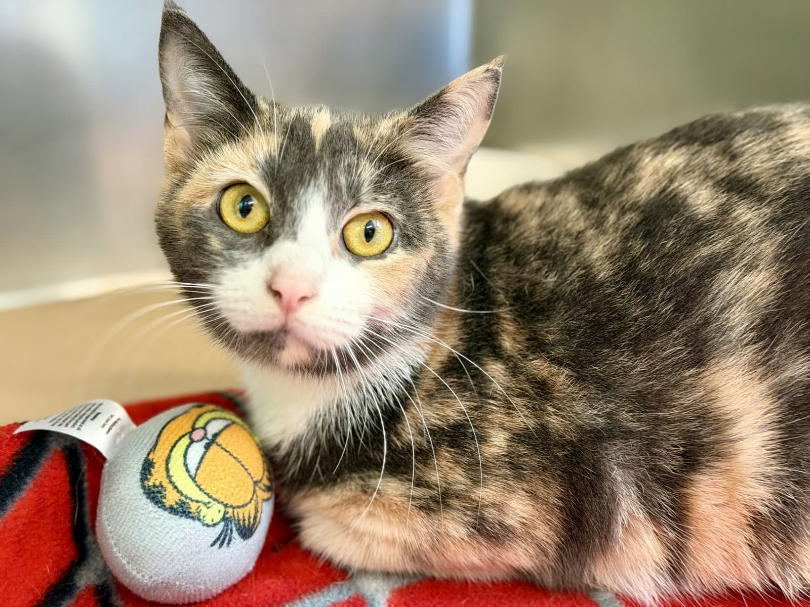 Aster - Domestic Short Hair