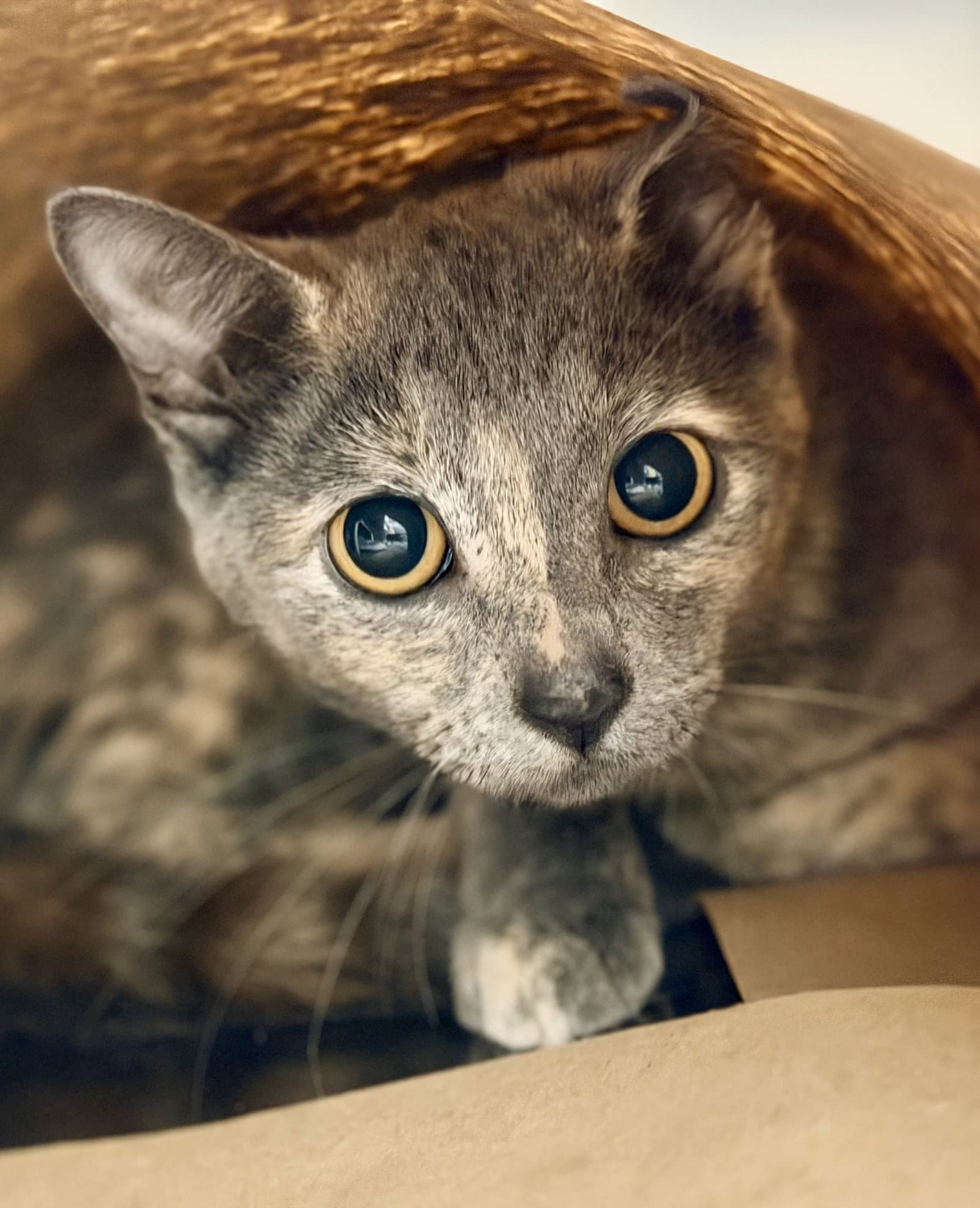 Brittle - Domestic Short Hair