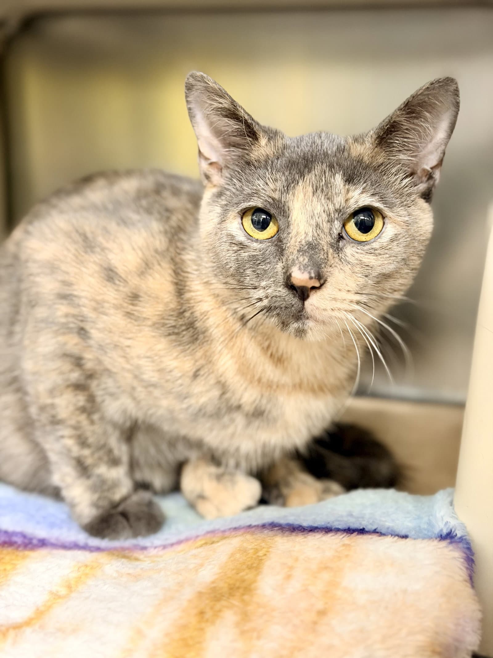 Tiki - Domestic Short Hair