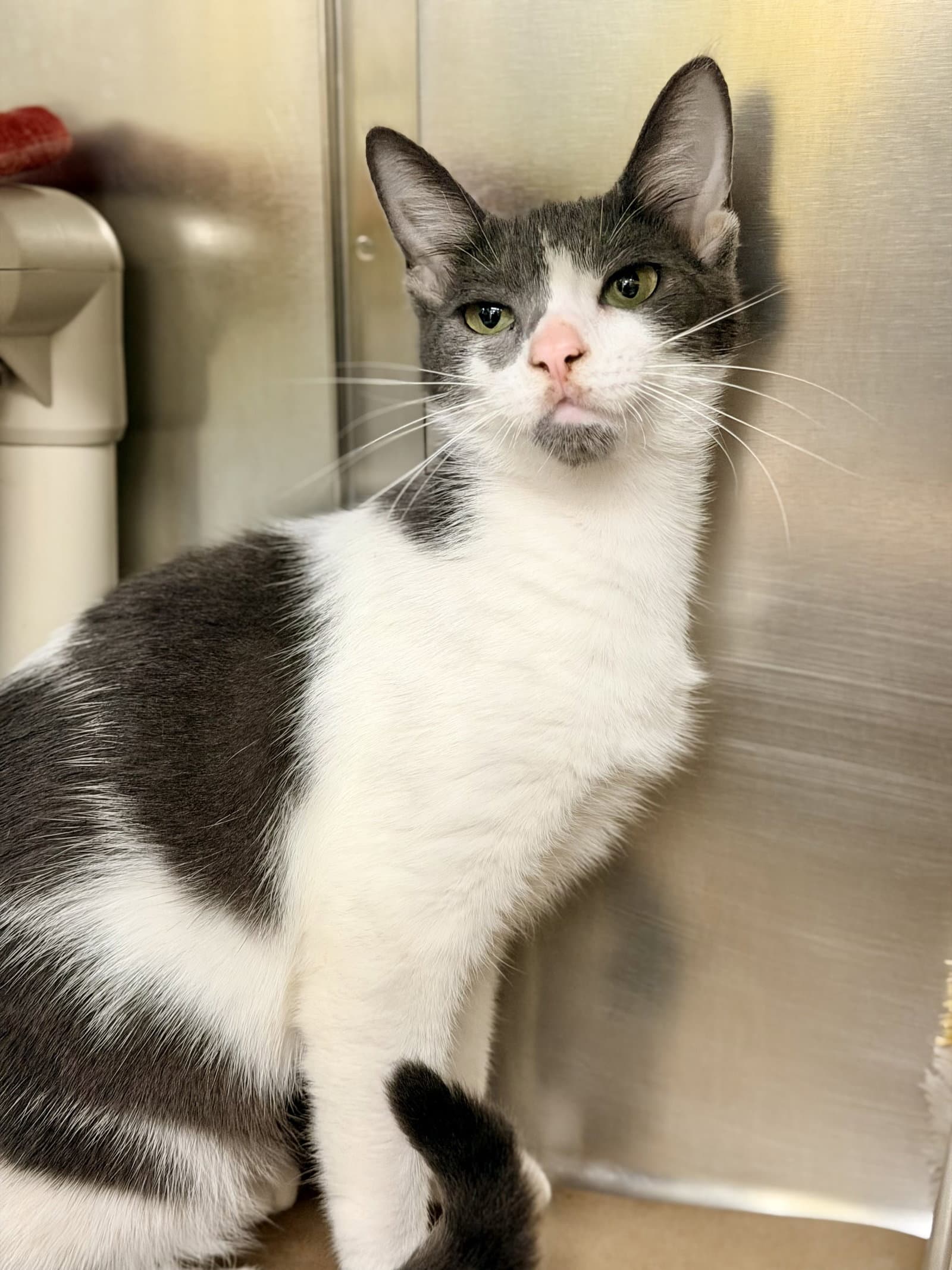 Villa - Domestic Short Hair
