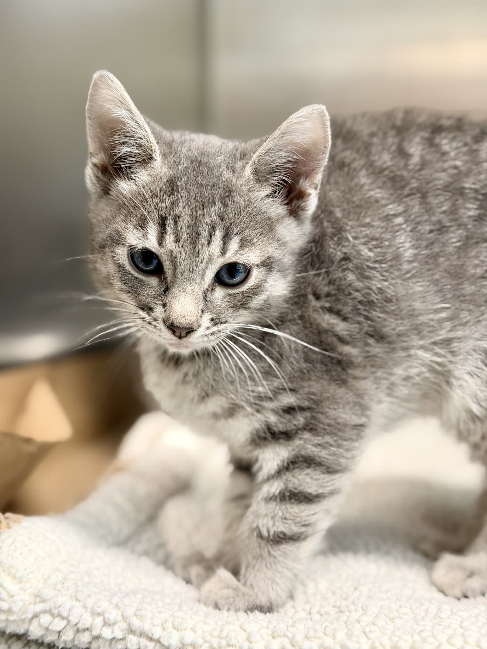Gris - Domestic Short Hair