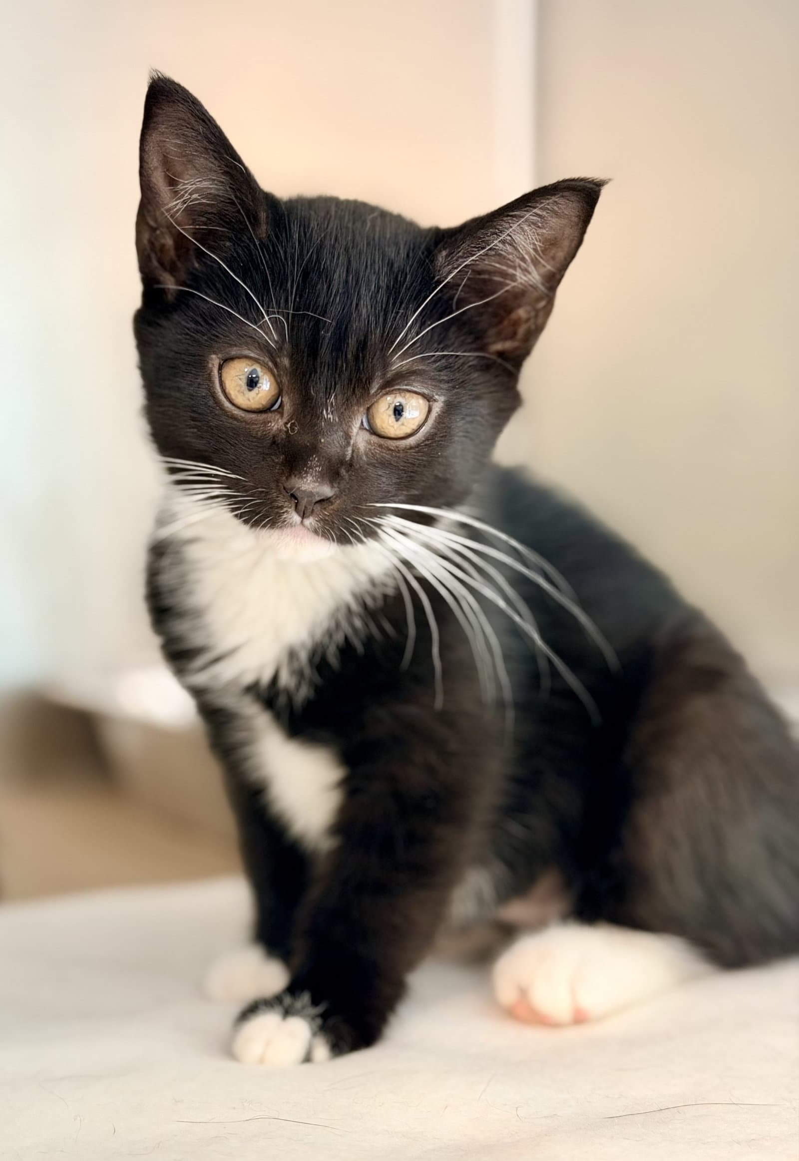 Orca - Domestic Short Hair