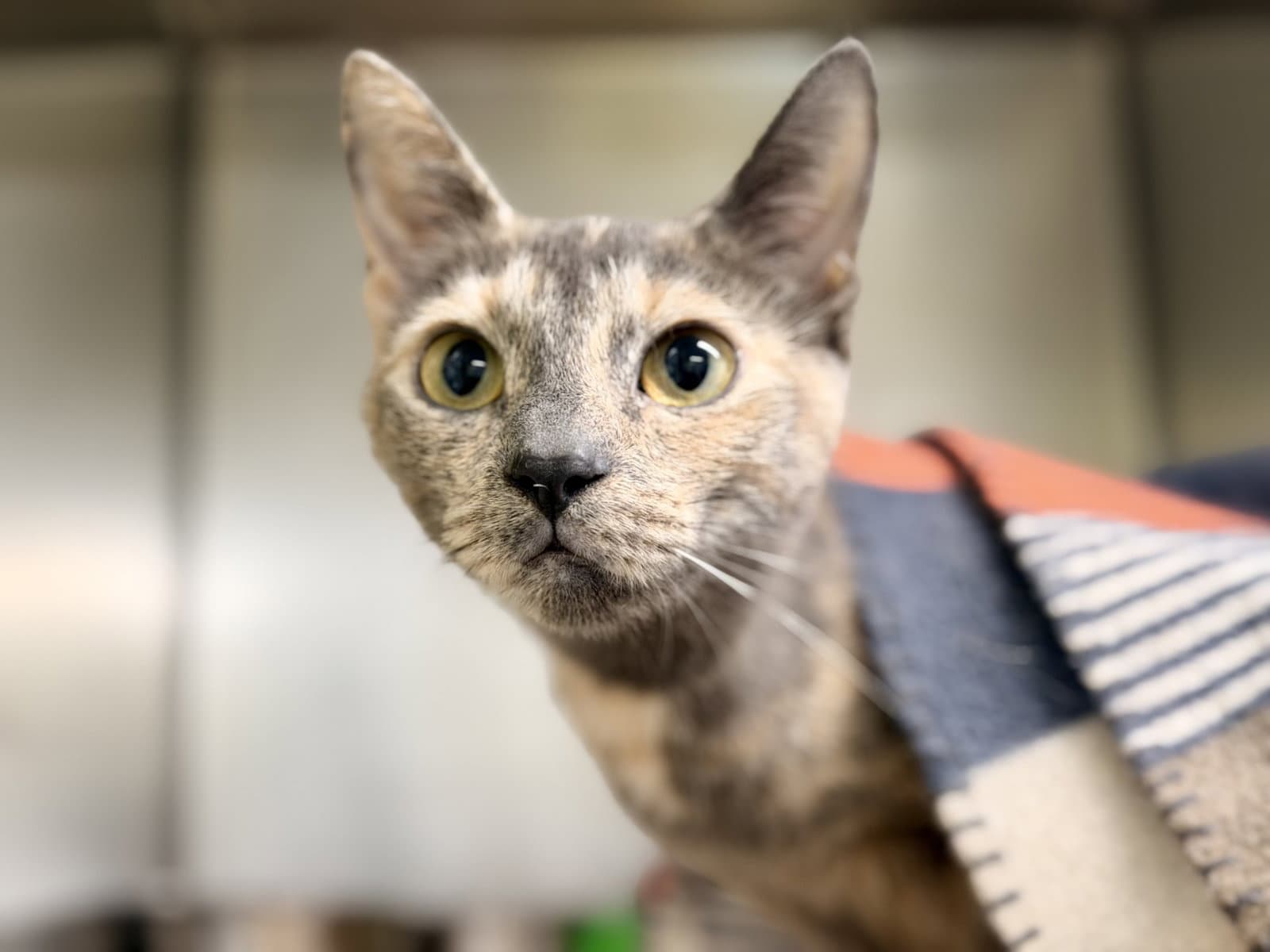 Domo - Domestic Short Hair