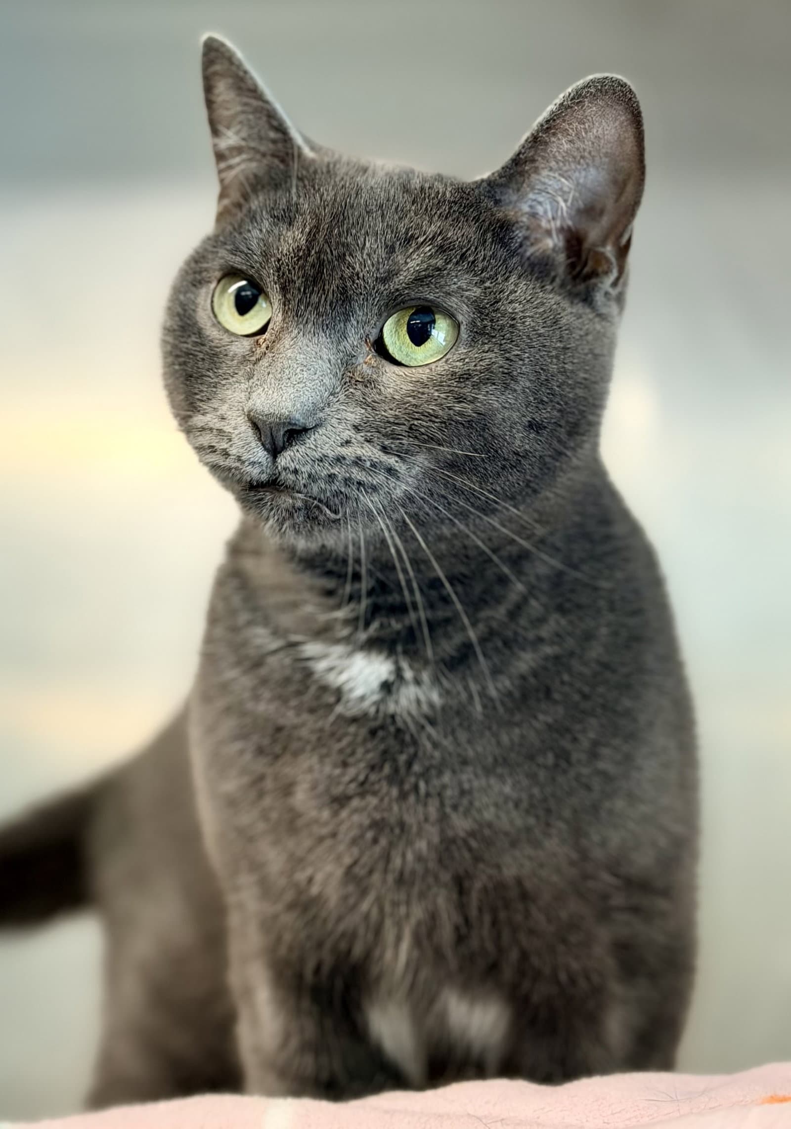 Mina - Domestic Short Hair