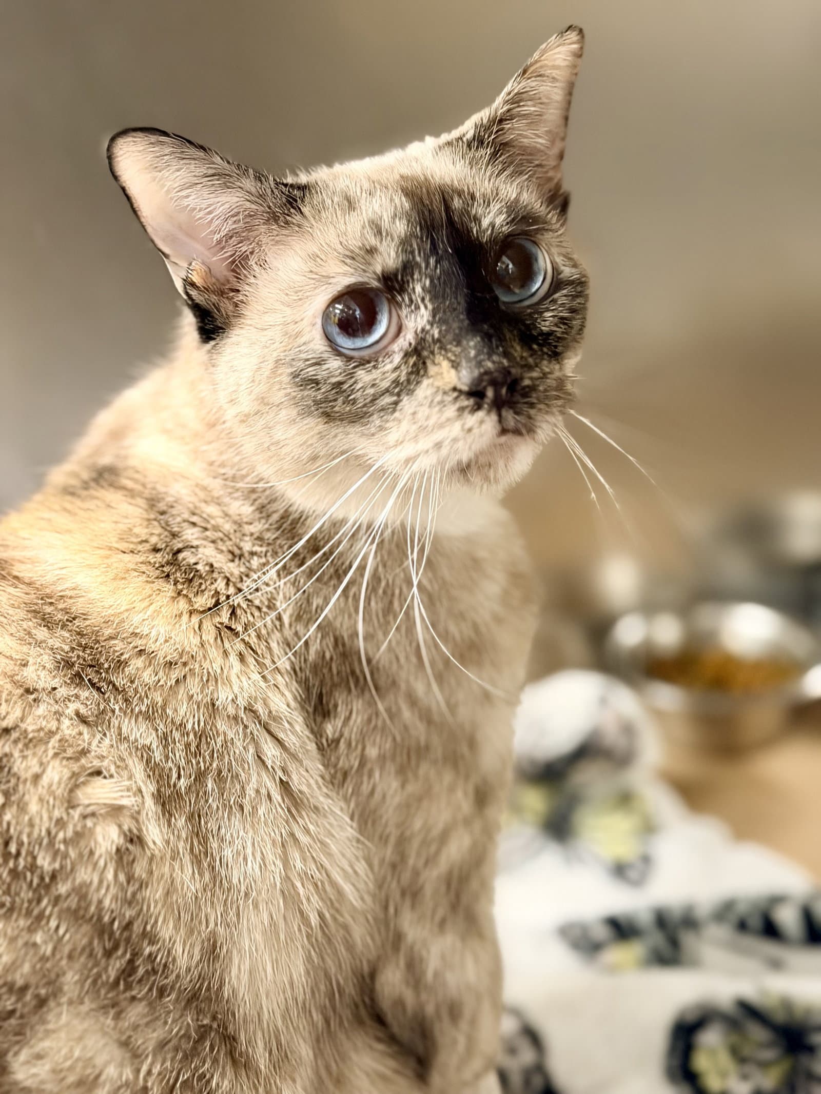 Blue - Siamese