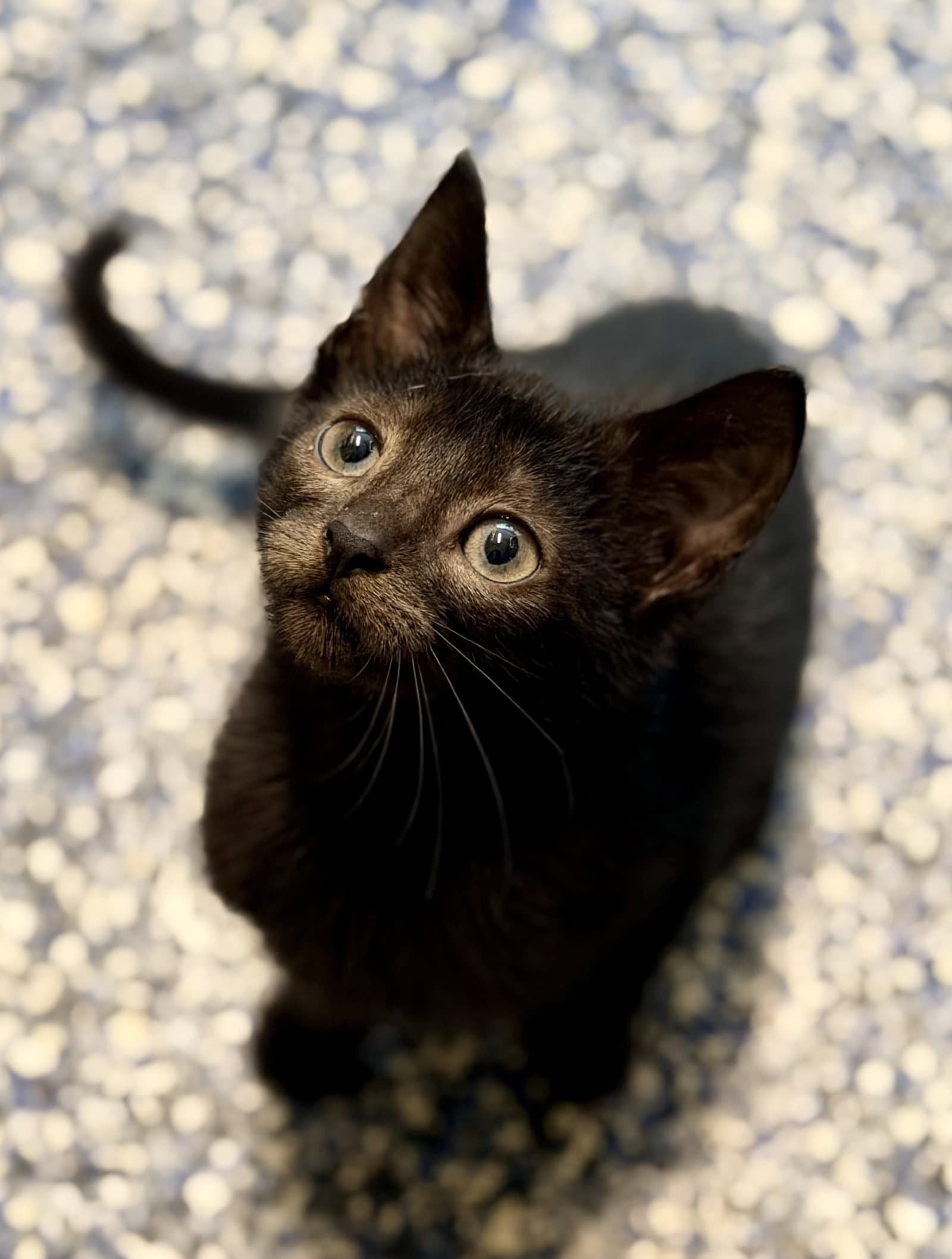 Zini - Domestic Short Hair