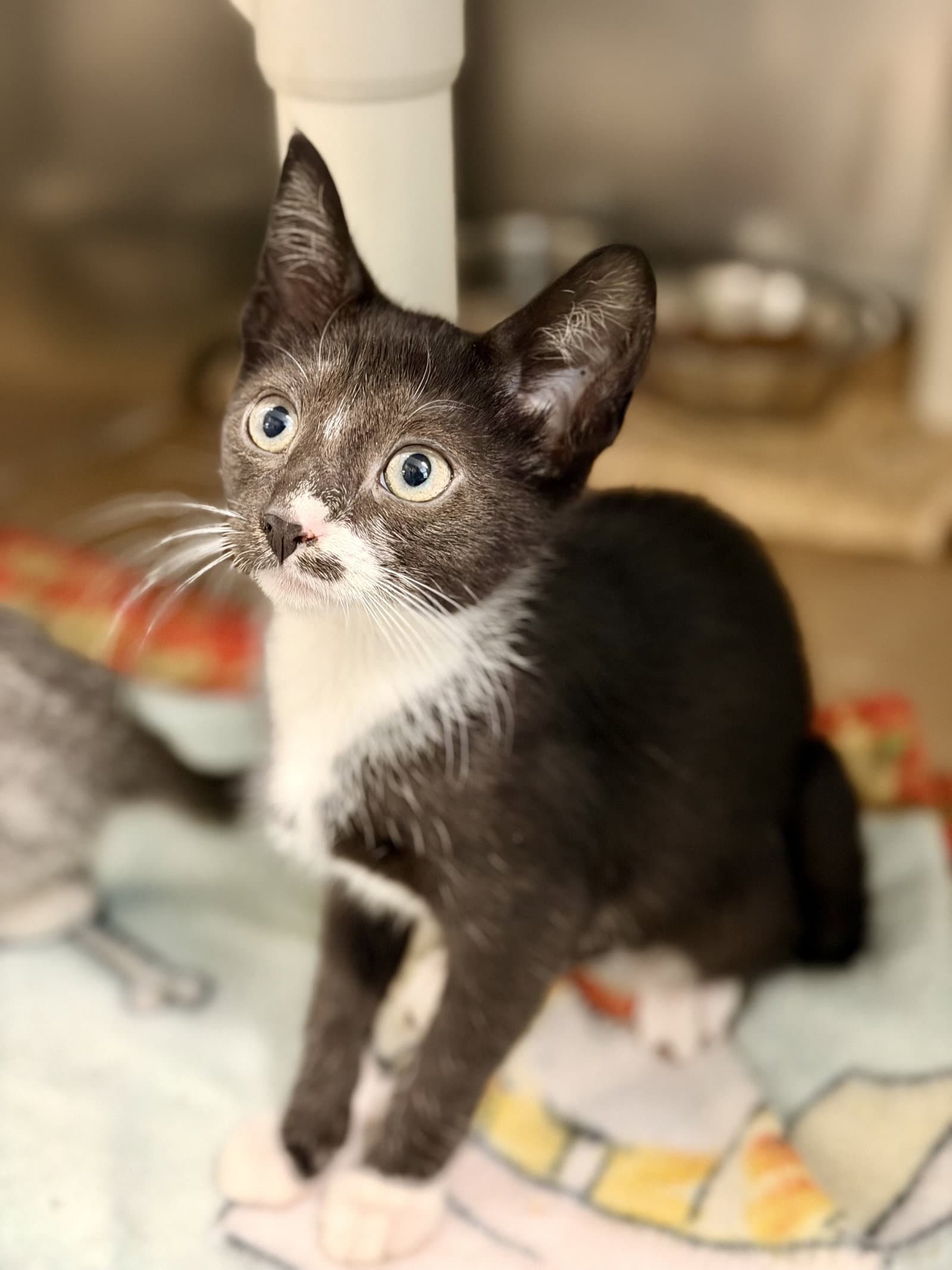 Aladar - Domestic Short Hair