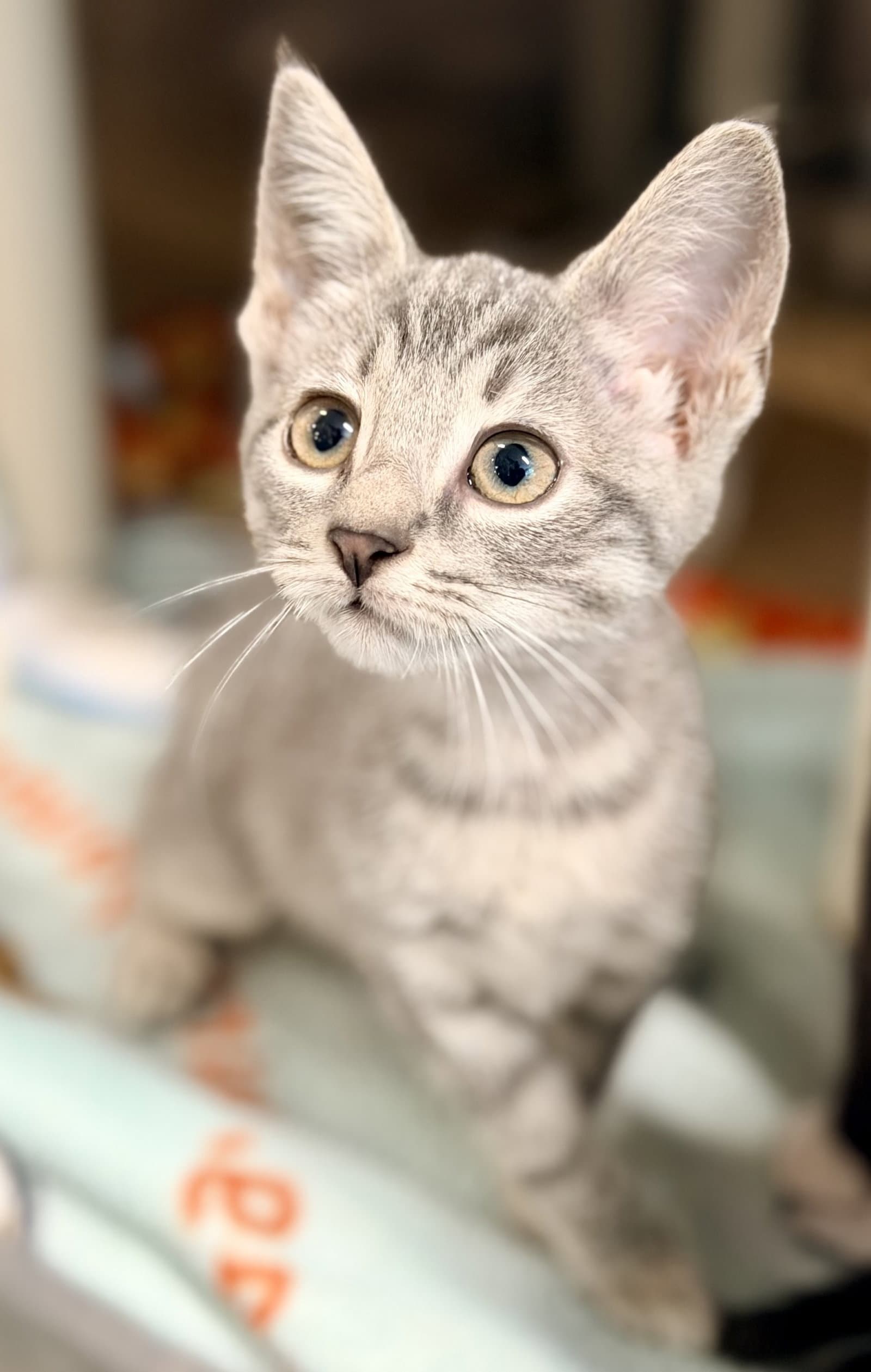 Suri - Domestic Short Hair