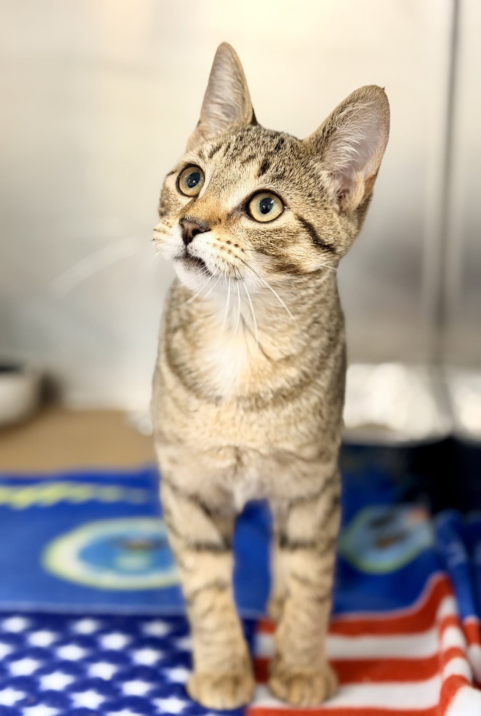 Sharma - Domestic Short Hair