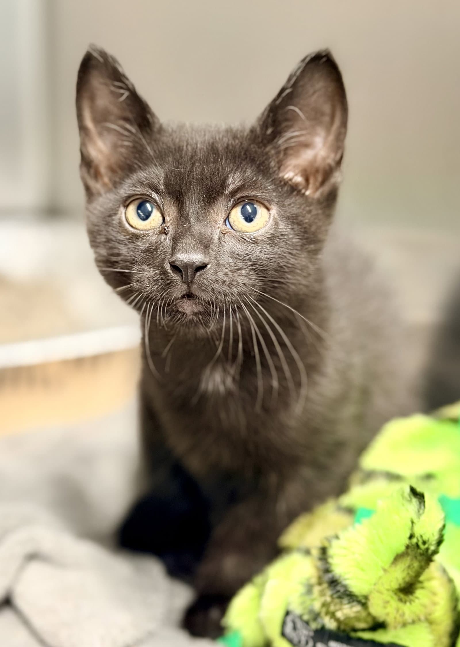 Sandman - Domestic Short Hair