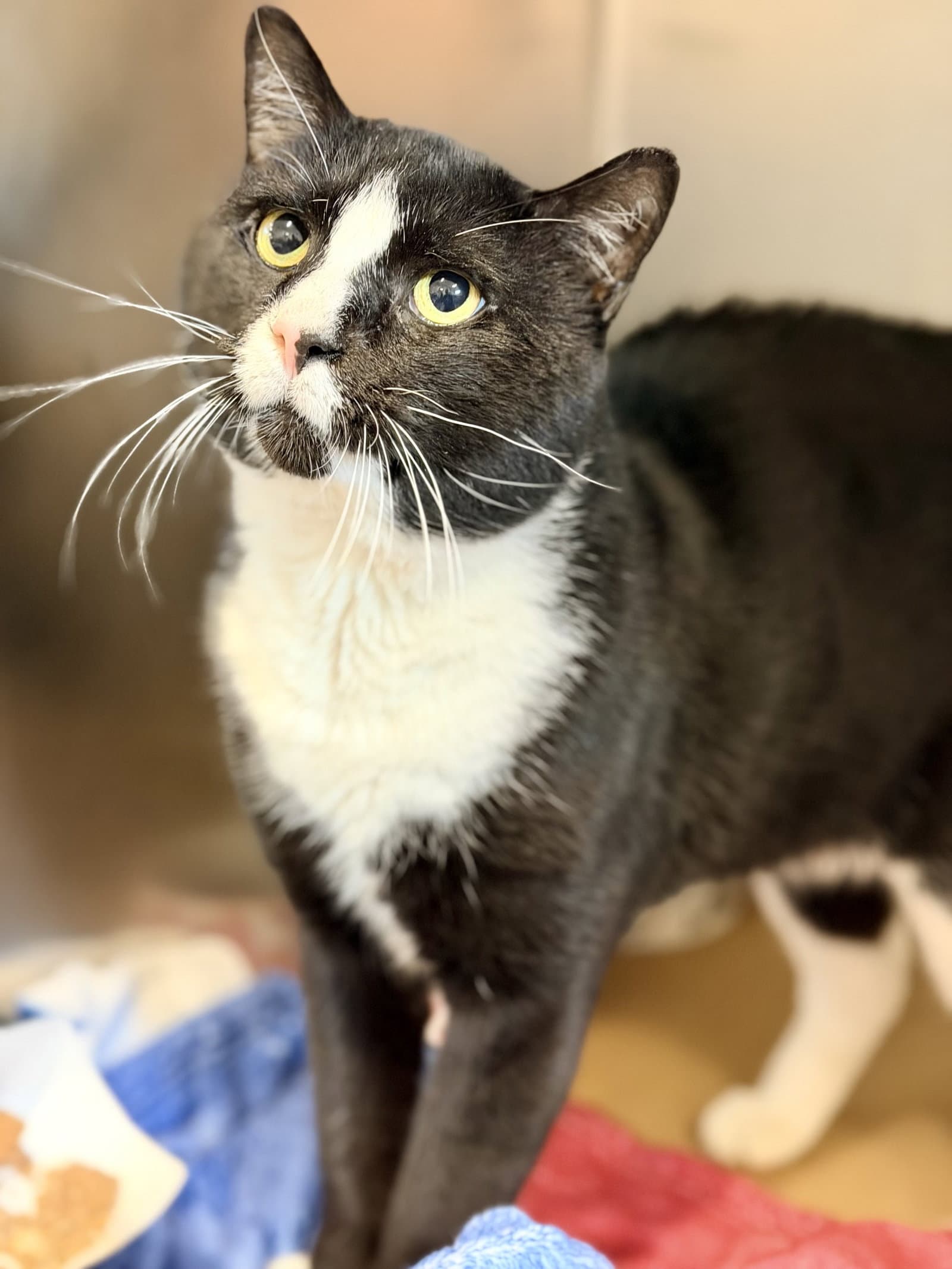 Aang - Domestic Short Hair