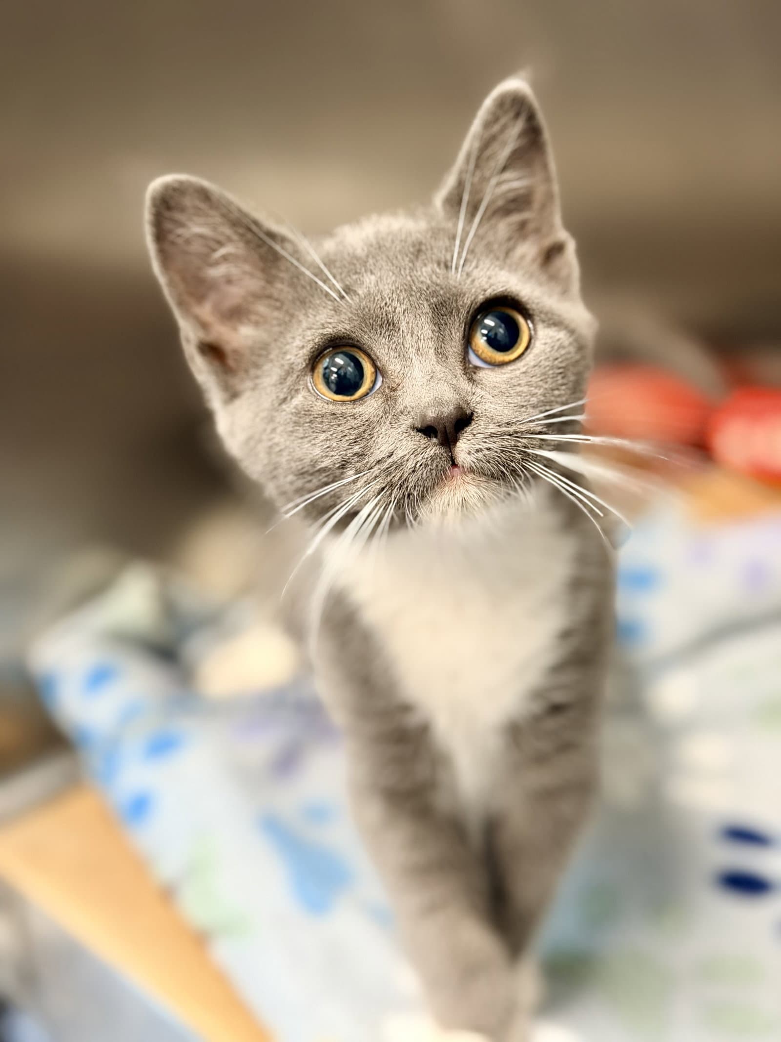 Dancer - Domestic Short Hair