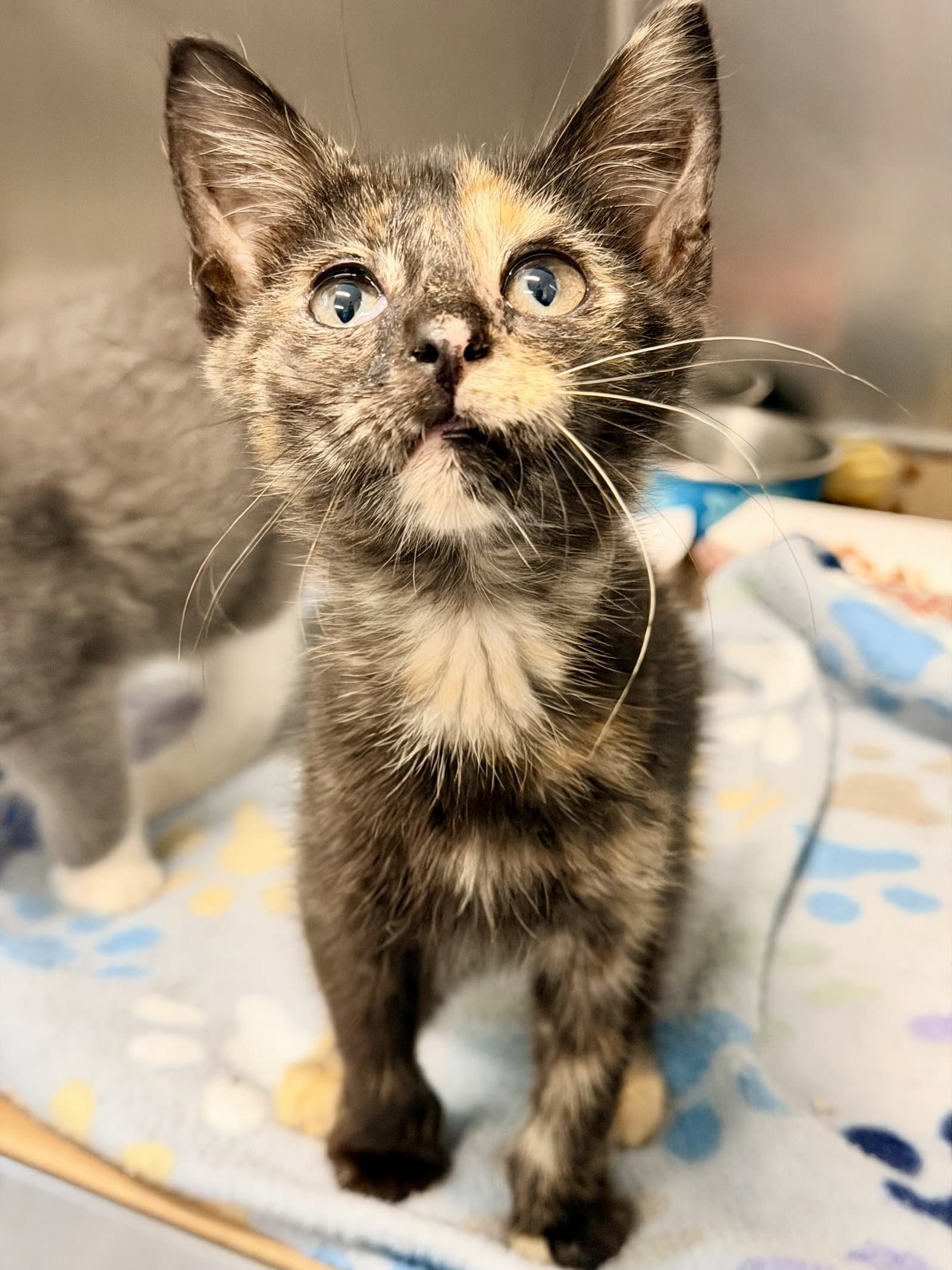 Carrara - Domestic Short Hair