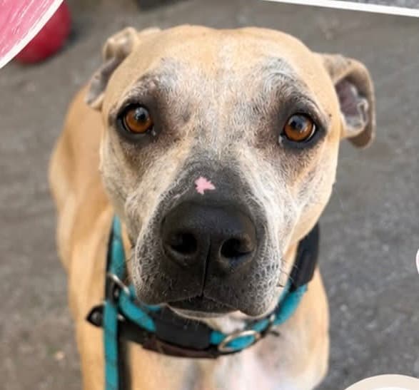 Korra - Hound