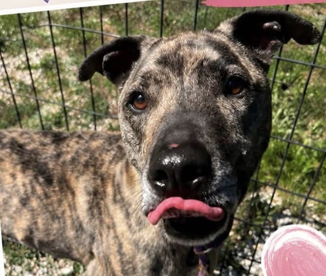 Tucker - Catahoula Leopard Dog