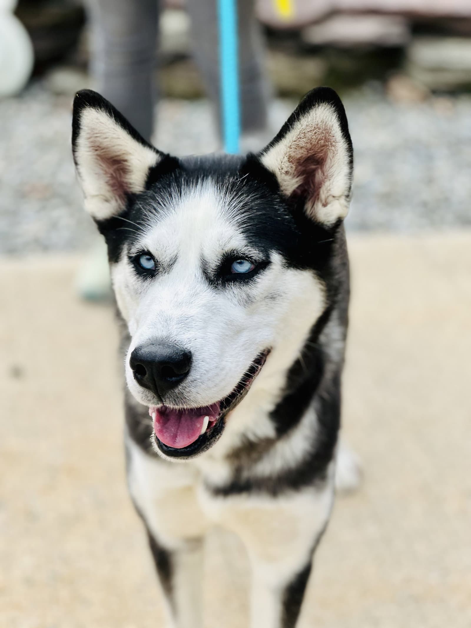 Mia - Siberian Husky