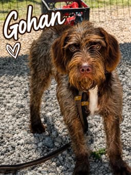 Gohan image 1