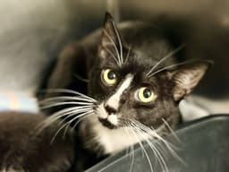 Mellie image 2