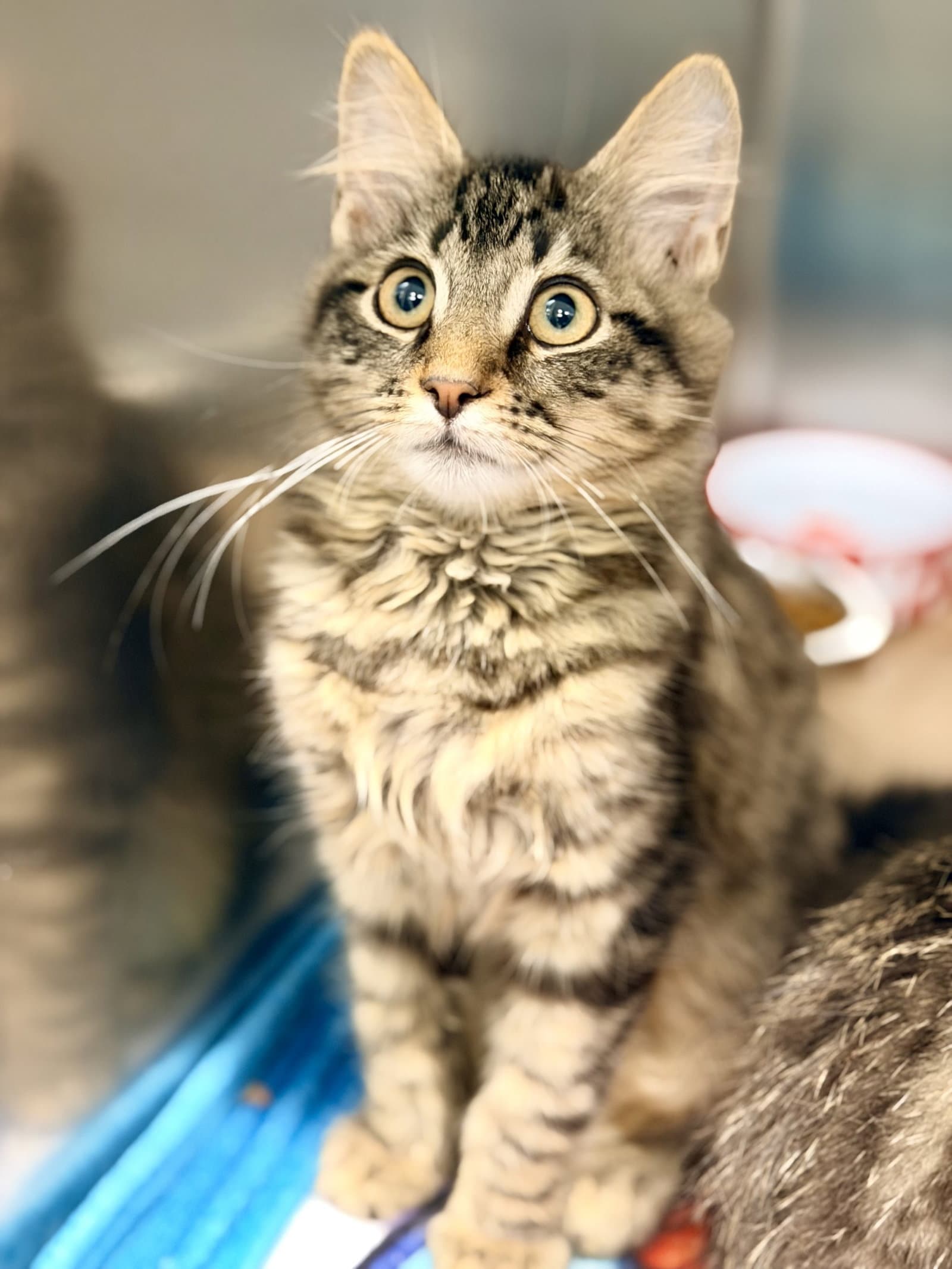 Kelp - Domestic Medium Hair
