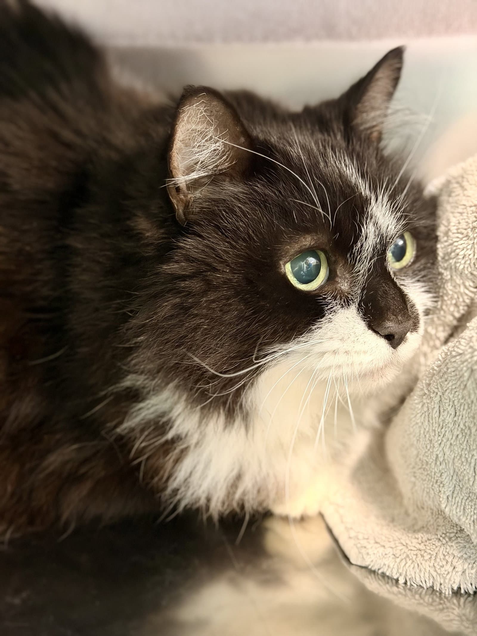 Gweny - Domestic Long Hair
