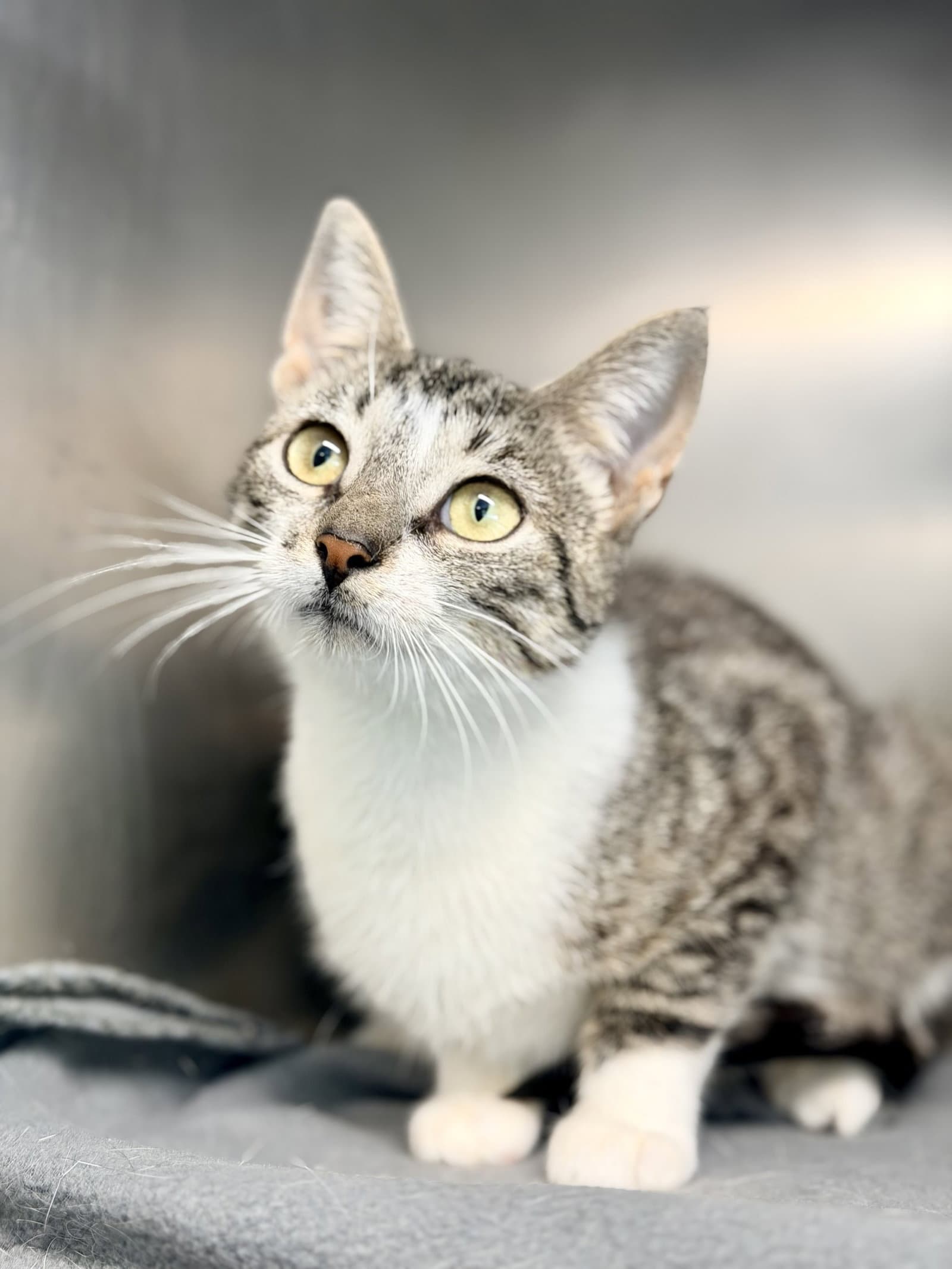 Plio - Domestic Short Hair
