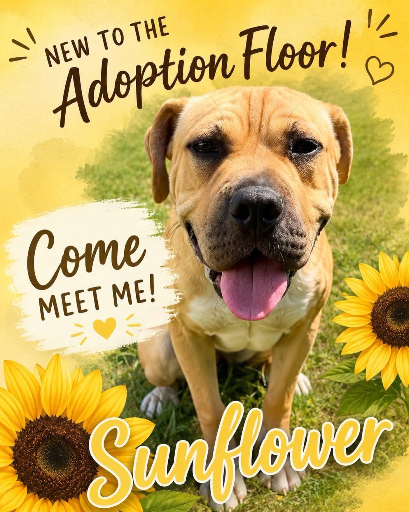 Sunflower - Mastiff