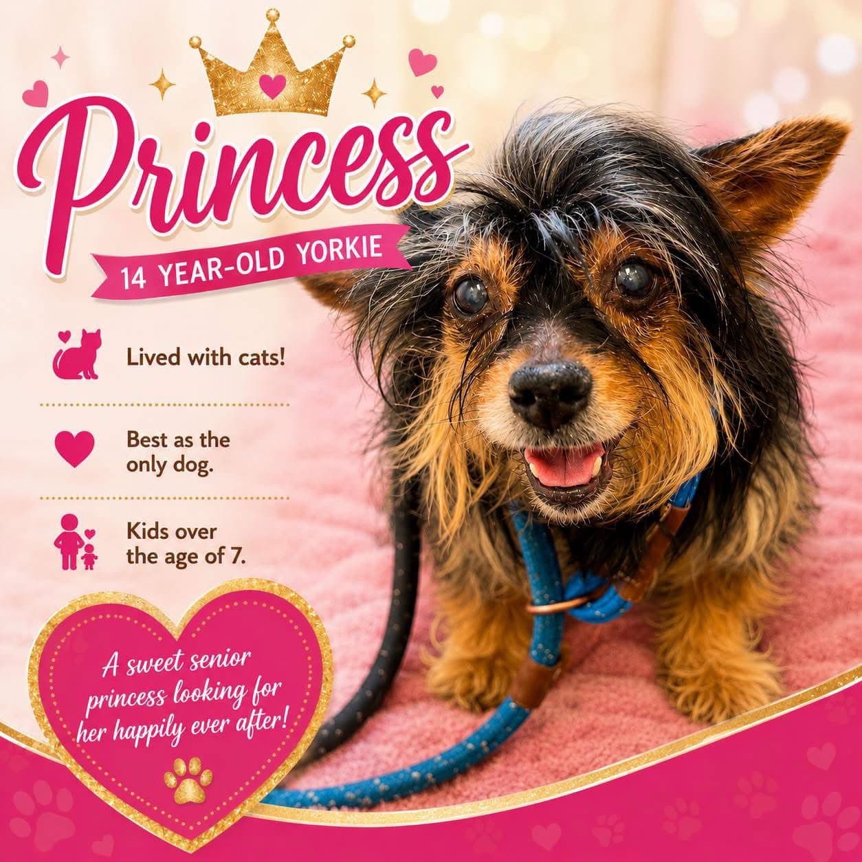 Princess - Yorkshire Terrier Yorkie