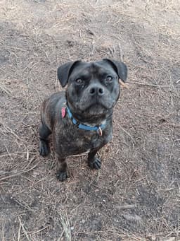 Pugsley image 1