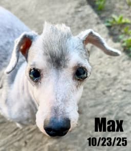 Max image 2