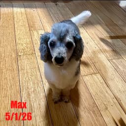 Max image 1
