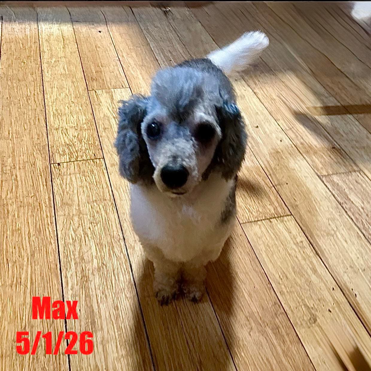Max - Poodle (Miniature)
