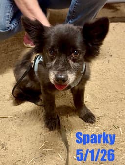 Sparky image 3