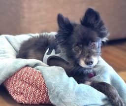 Sparky image 2