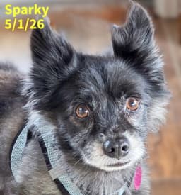 Sparky image 1