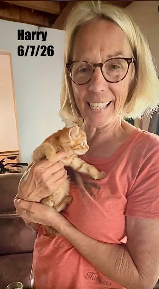 Harry - Domestic Short Hair