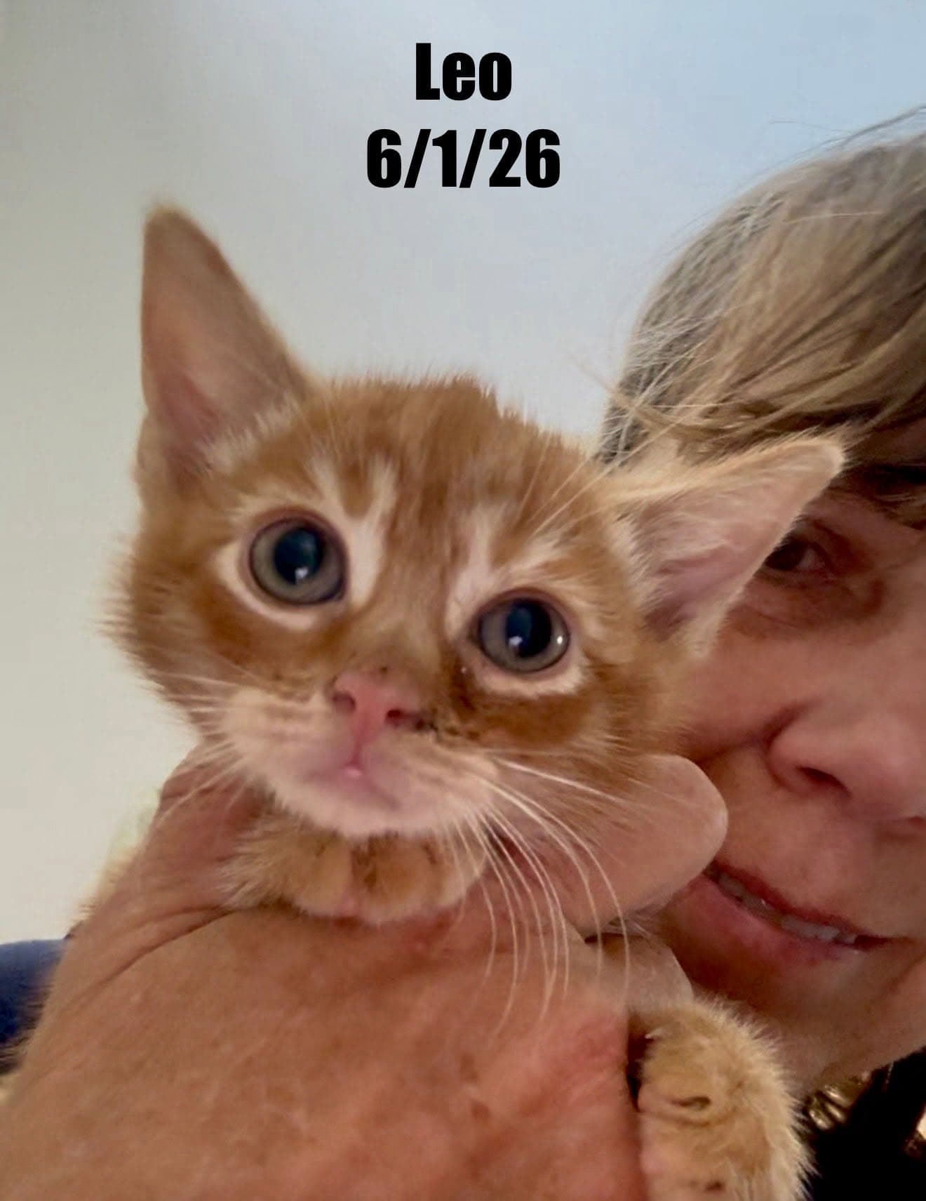 Leo - Domestic Short Hair