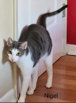Nigel image 1