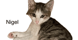 Nigel image 2