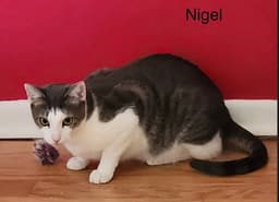 Nigel image 3