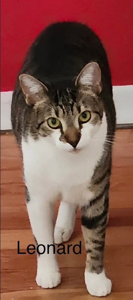 Leonard - Domestic Short Hair