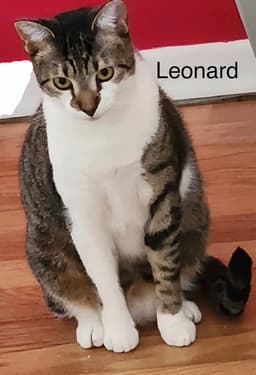 Leonard image 2