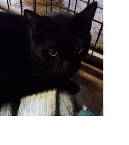 Riley image 1