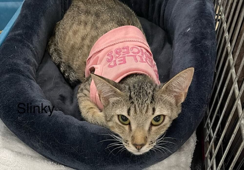 Slinky - Domestic Short Hair