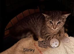 Slinky image 2