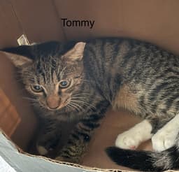 Tommy image 1