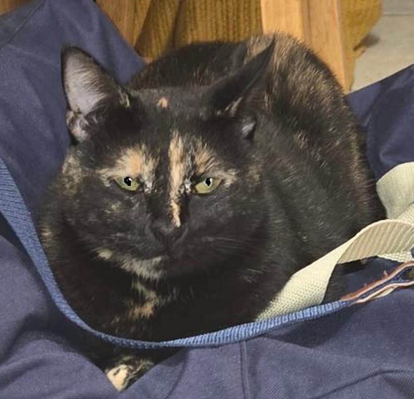 Dolly - Domestic Short Hair