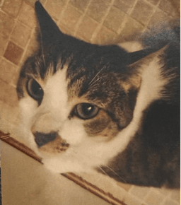 Lucy image 1
