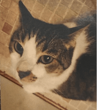 Lucy - Domestic Short Hair