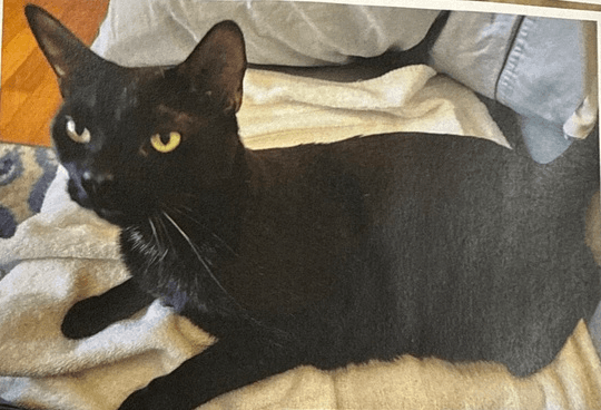 Cosmo - Domestic Short Hair